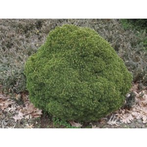 Smrek biely (Picea glauca) ´WITCH´S BROOM´ – výška 10-15 cm, kont. C2L